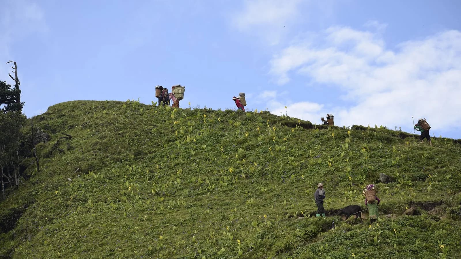 Open green Himalayan meadows and rolling pastureland on a high trekking trail in Karnali, western Nepal