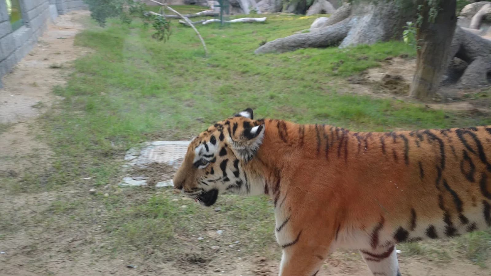 A wild Bengal tiger walking through grass at the edge of a forest at dawn