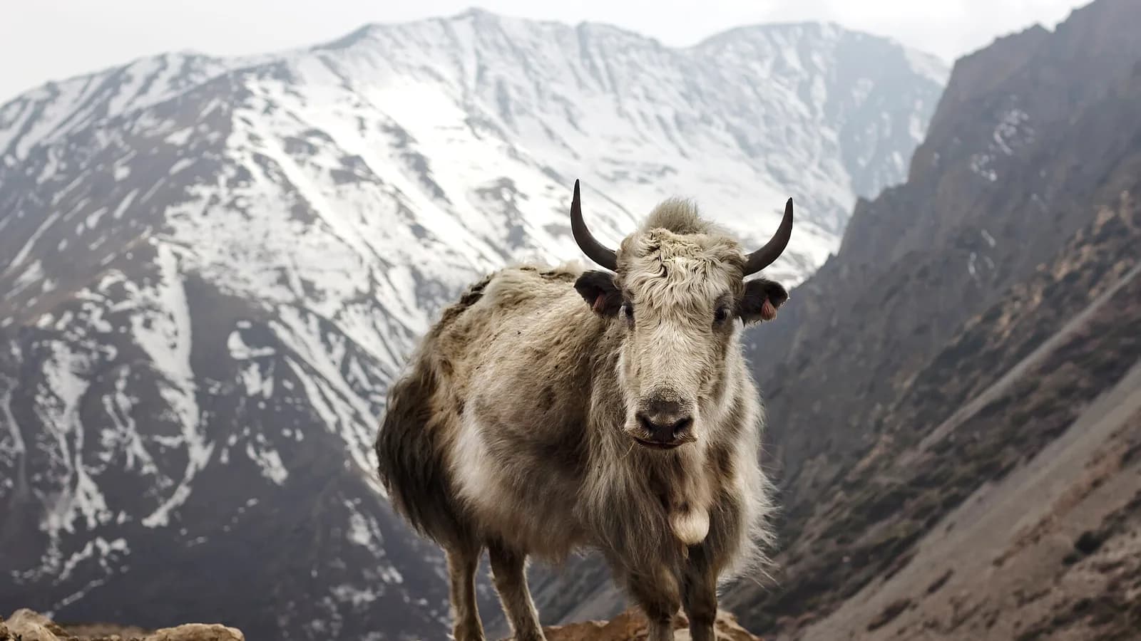 A yak on the Annapurna Circuit trail with Himalayan peaks rising behind