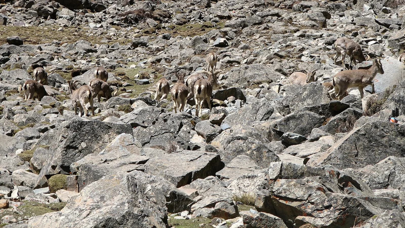 A blue sheep (bharal) standing on a rocky high-altitude Himalayan slope, its slate-grey coat blending with the scree