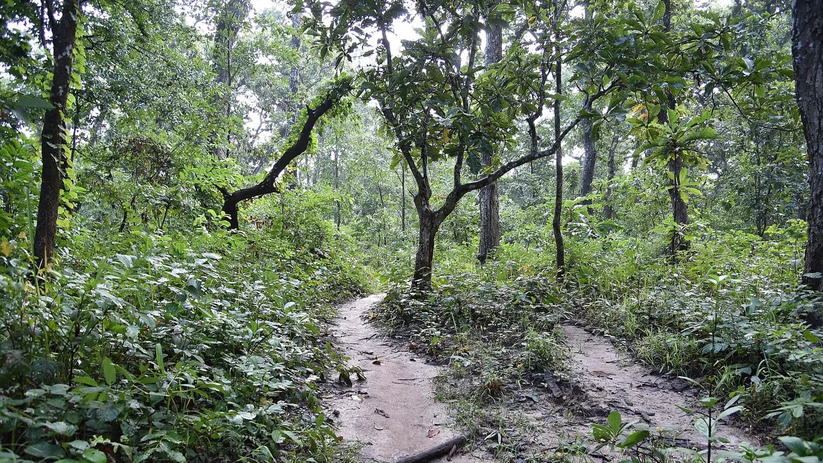 Lush green jungle path and grassland in the Terai lowlands near Chitwan National Park after rain