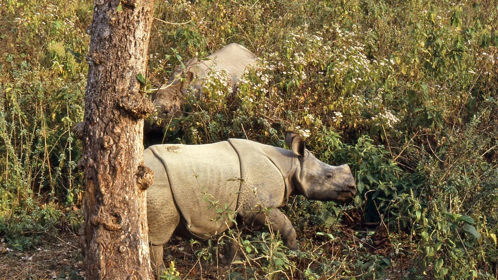 Wild one-horned rhinoceros in Chitwan National Park grassland