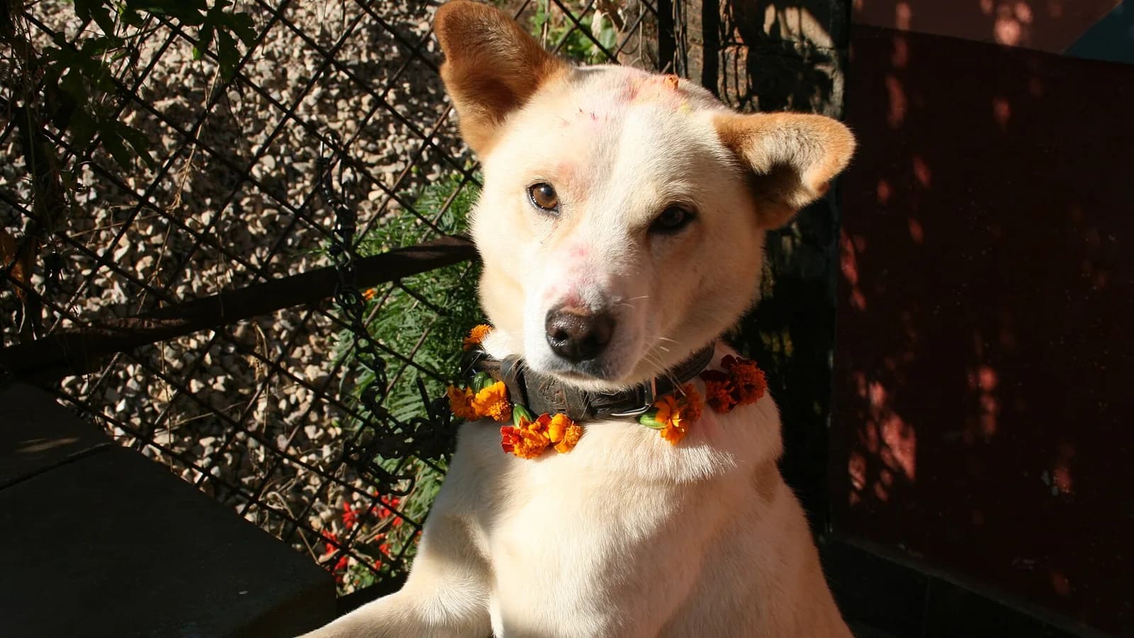 Orange African marigold flowers photographed in Nepal, the blooms strung into the garlands used for dogs on the festival day