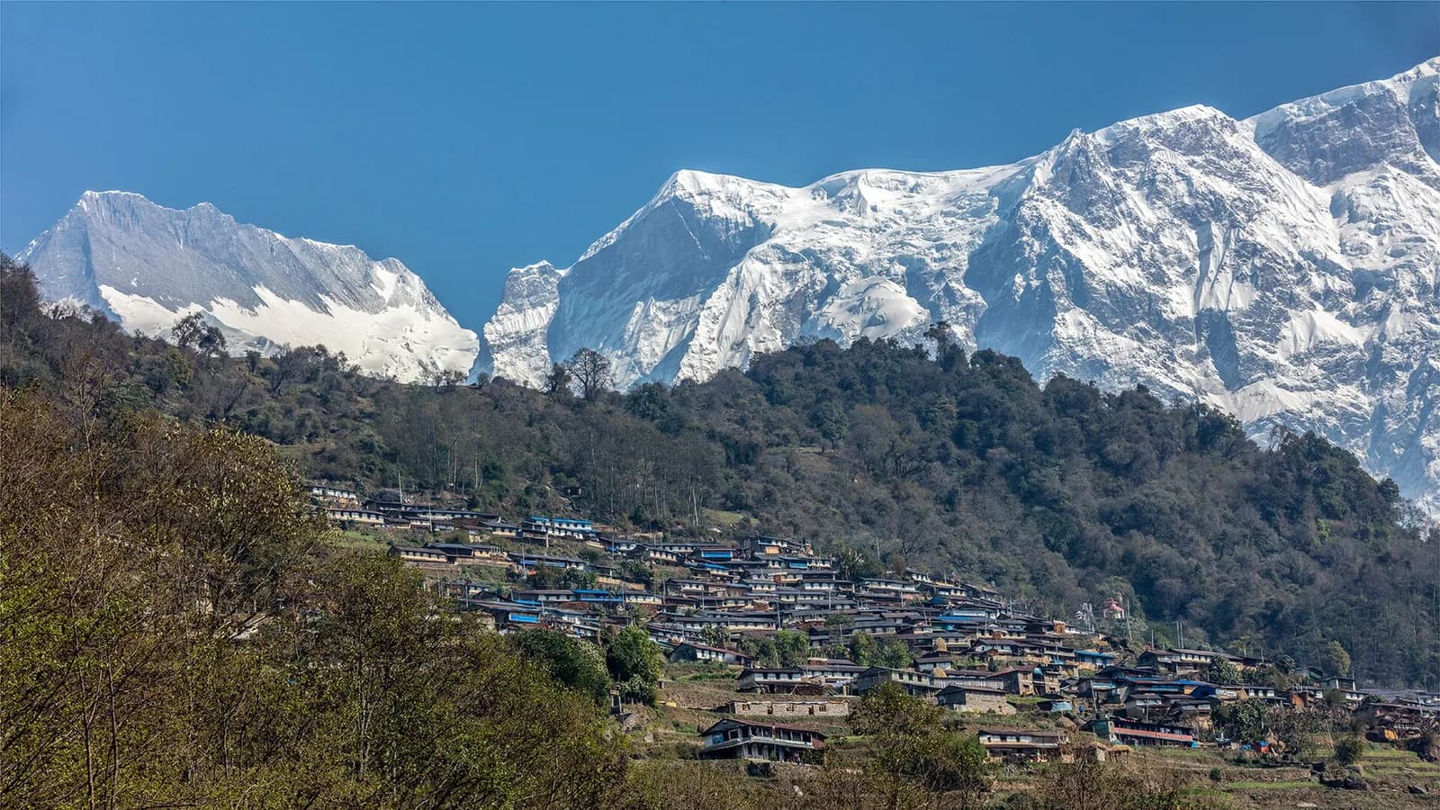 The Gurung village of Sikles set on a green hillside in Kaski district below the Annapurna range