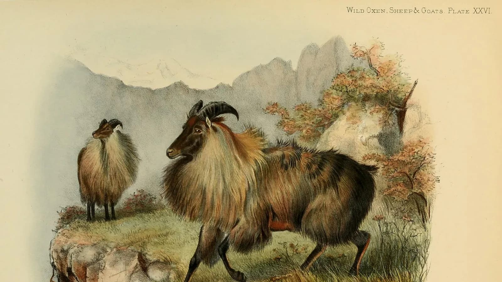 A vintage natural-history illustration of a maned Himalayan tahr standing on rocky alpine terrain