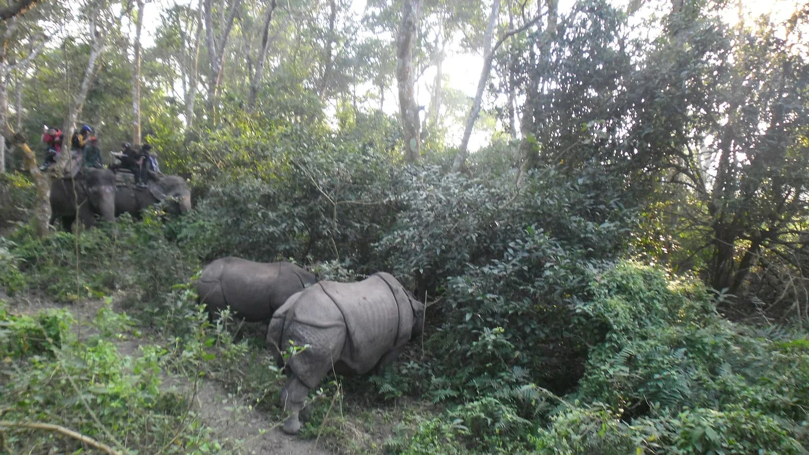 A greater one-horned rhinoceros grazing in tall grassland at Chitwan National Park, Nepal