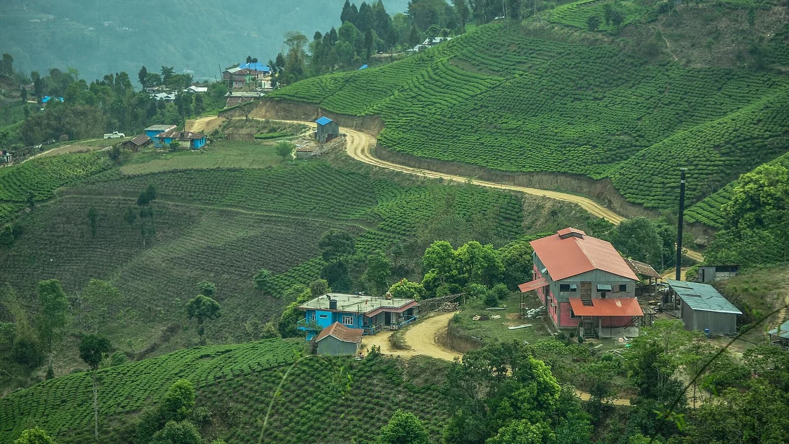Sloping green tea garden in the eastern Nepal hills near Ilam, a short drive from Kakarbhitta