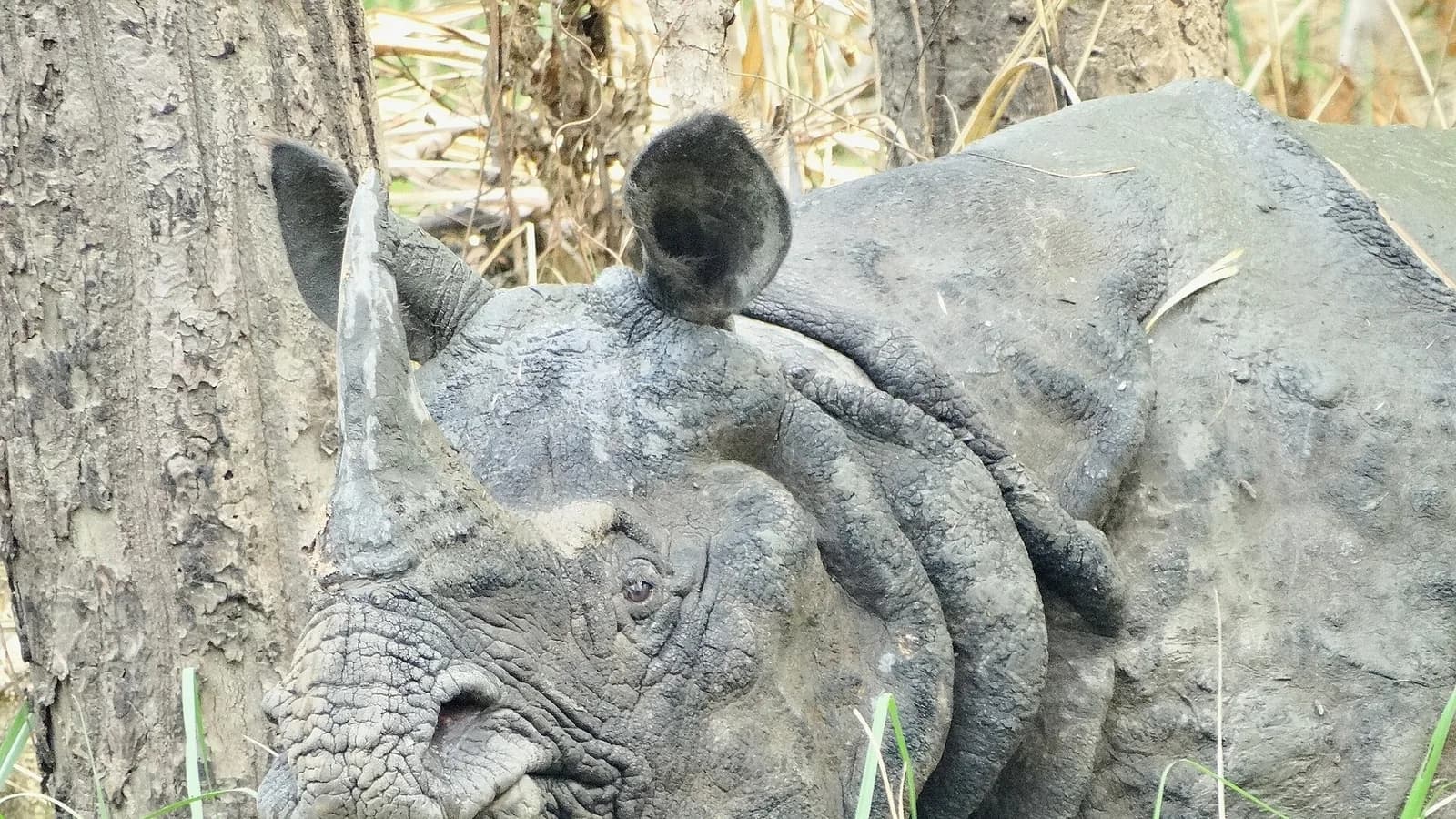 A wild one-horned rhinoceros grazing in Chitwan National Park, Nepal
