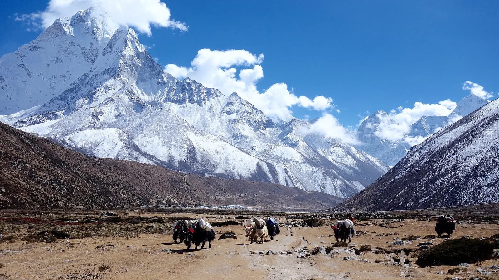 A train of Himalayan yaks carrying loads along a stone trail in Nepal's Everest region
