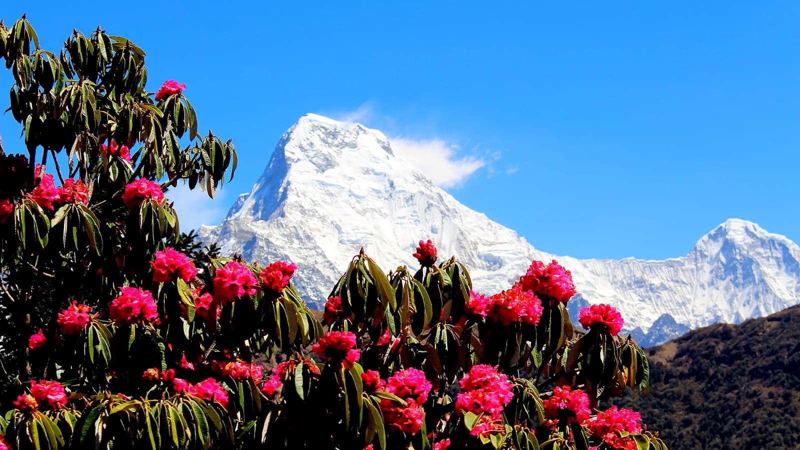 Machapuchare mountain rising behind dense rhododendron forest