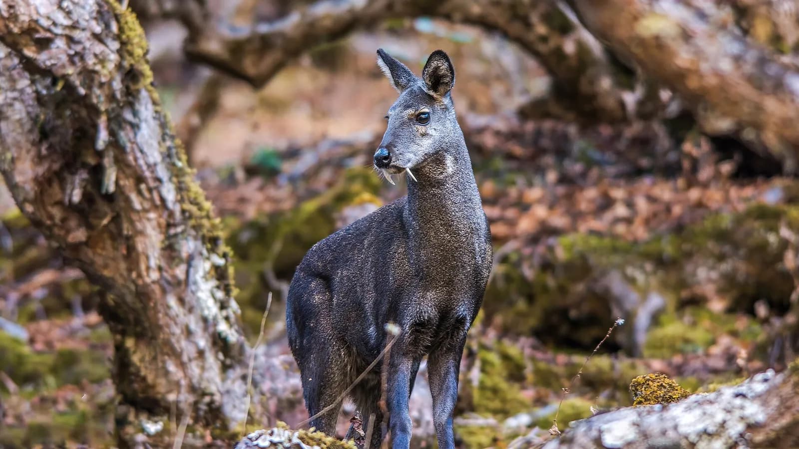 A misty high-altitude Himalayan forest trail in Nepal, the kind of dense alpine woodland where musk deer hide