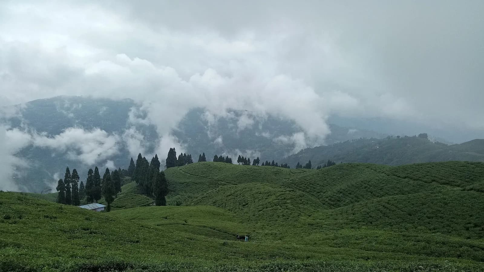 Terraced green tea gardens on the hills of Ilam in eastern Nepal