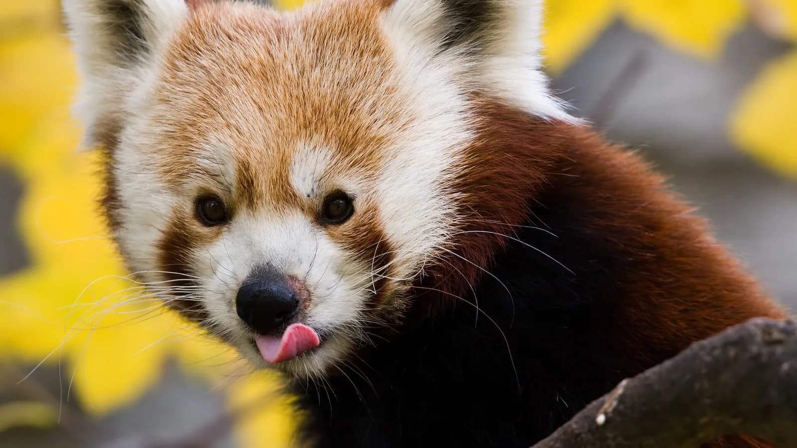 A red panda with rust-red fur resting on a mossy tree branch in a misty Himalayan forest