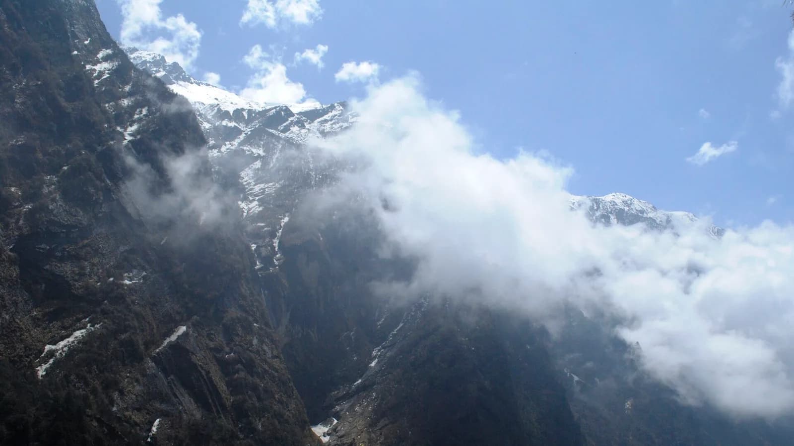 A yak grazing on the Annapurna Circuit trail with Himalayan peaks behind
