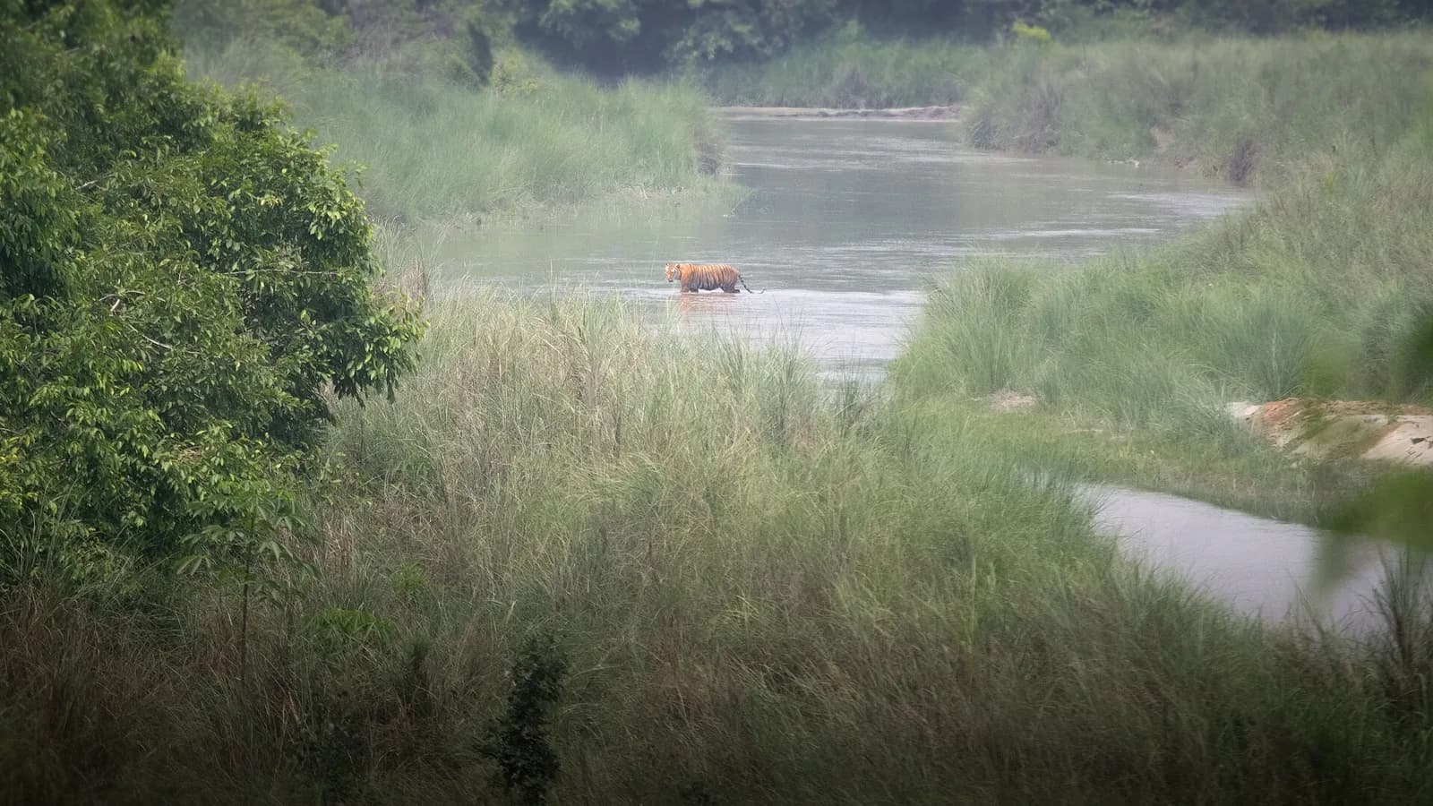 A wild Bengal tiger standing among tall grass inside Bardia National Park in lowland Nepal