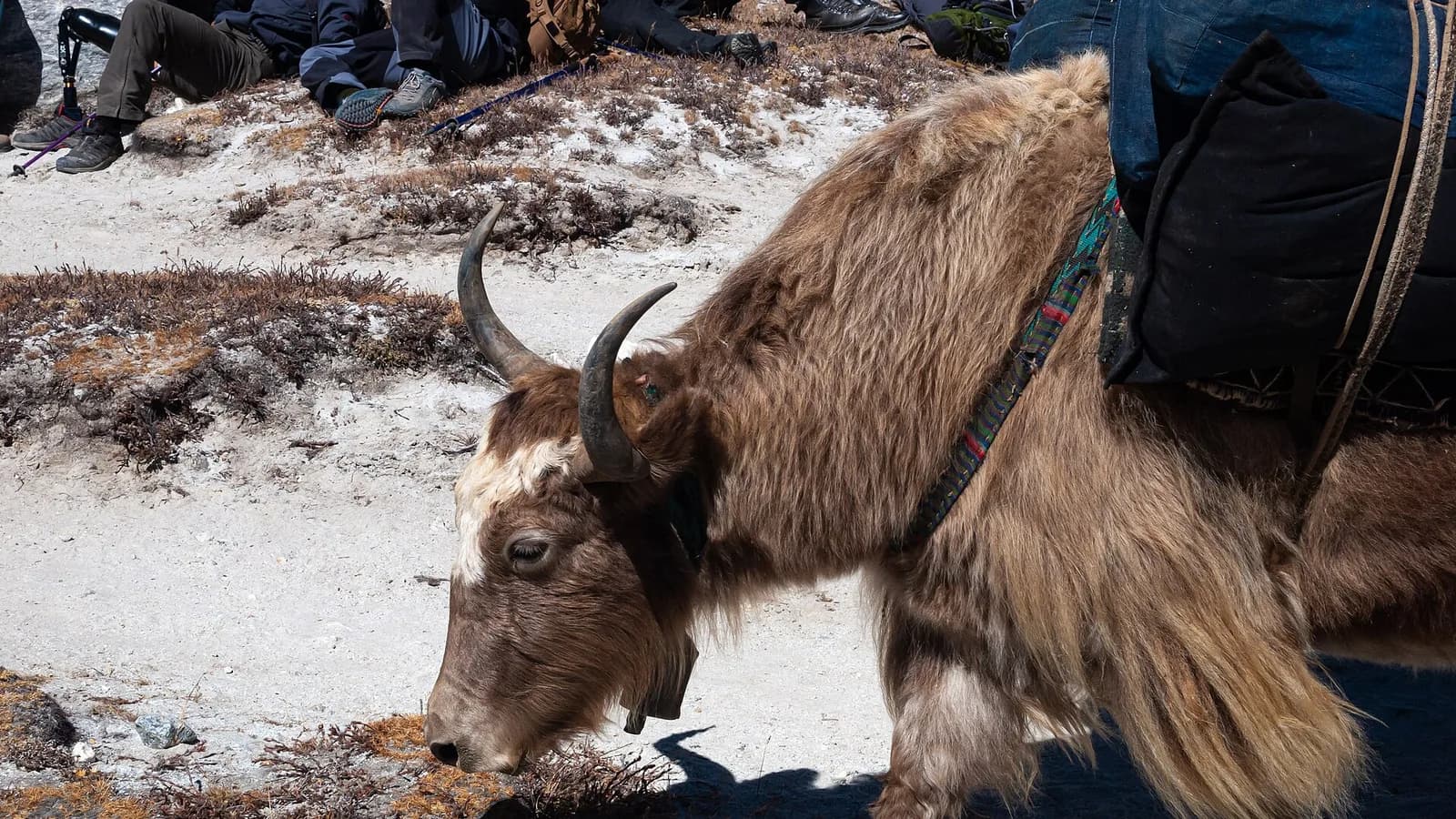 A loaded yak walking a high Himalayan trail on the way back from Everest Base Camp